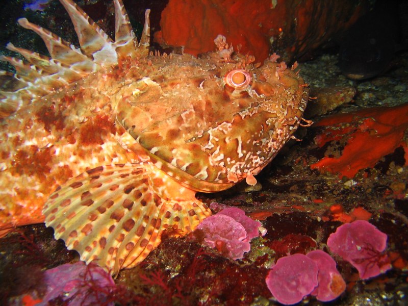 Морской Ерш скорпена Черноморский
