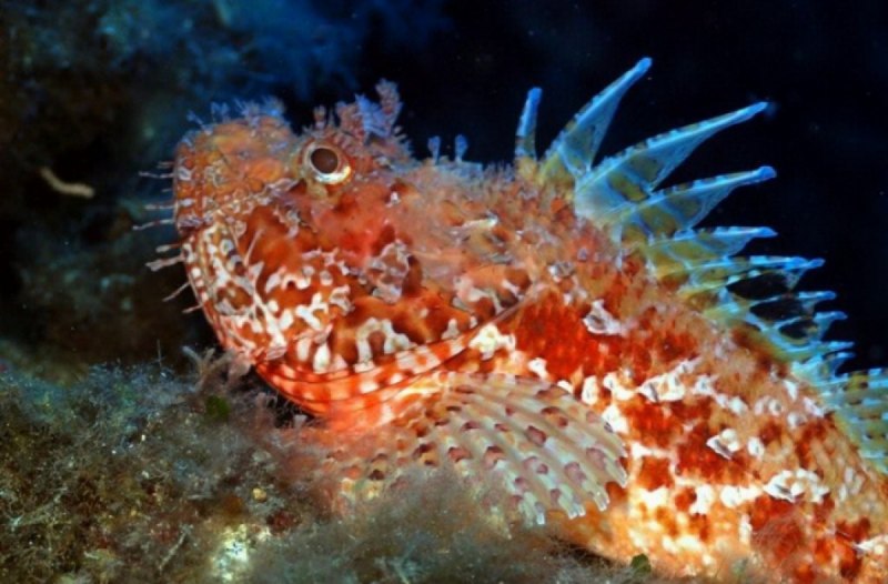 Скорпена рыба черного моря