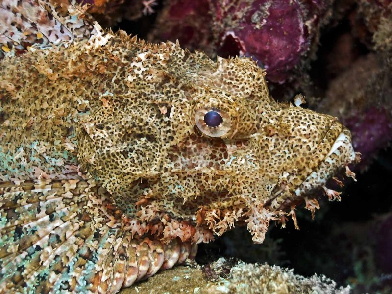Морской Ерш скорпена