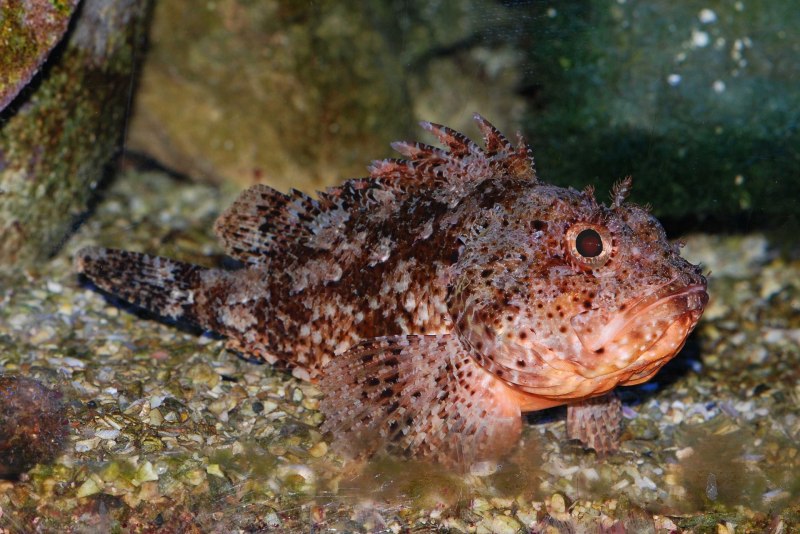 Морской Ерш скорпена