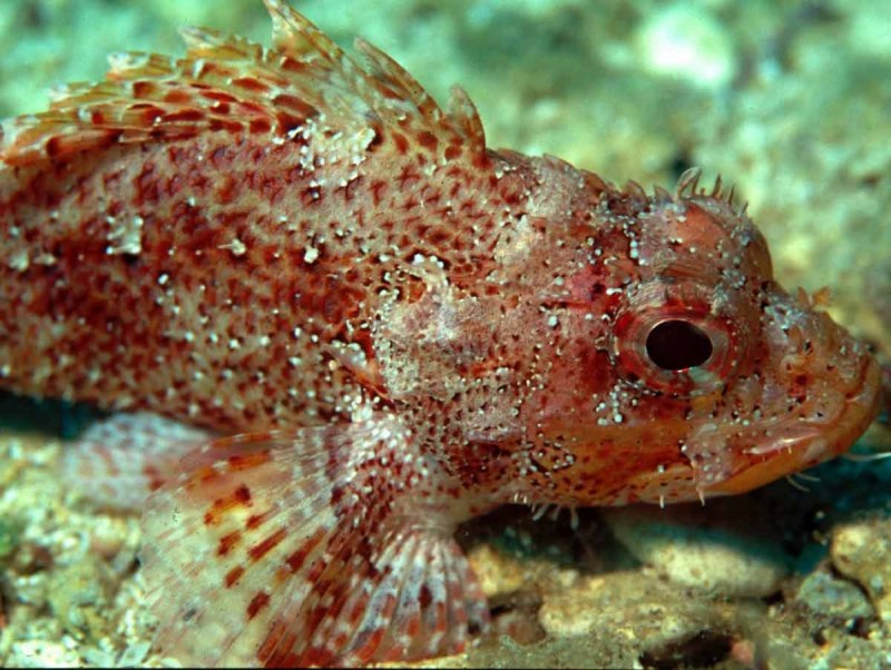 Скорпена рыба черного моря