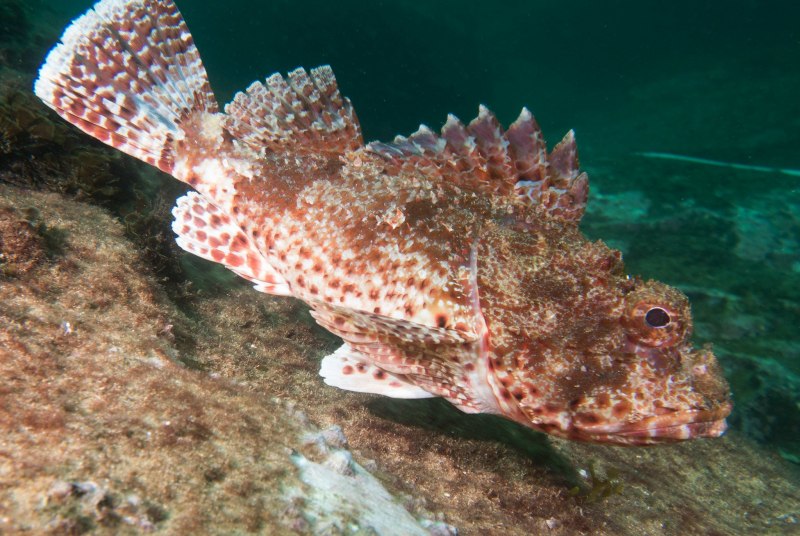 Морской Ерш скорпена Черноморский