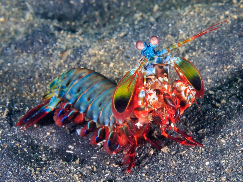 Odontodactylus scyllarus
