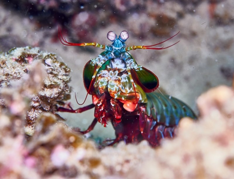 Odontodactylus scyllarus