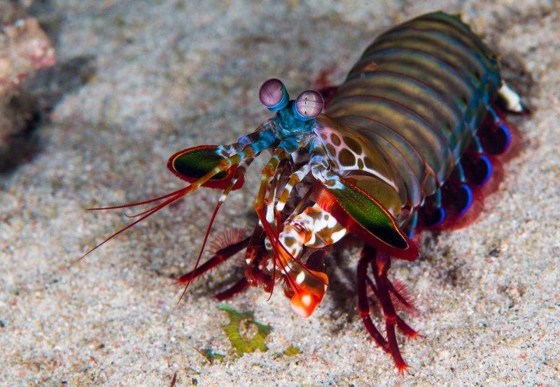 Odontodactylus scyllarus