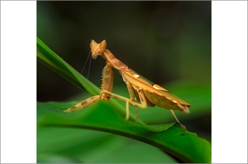 Odontodactylus scyllarus павлиновая креветка