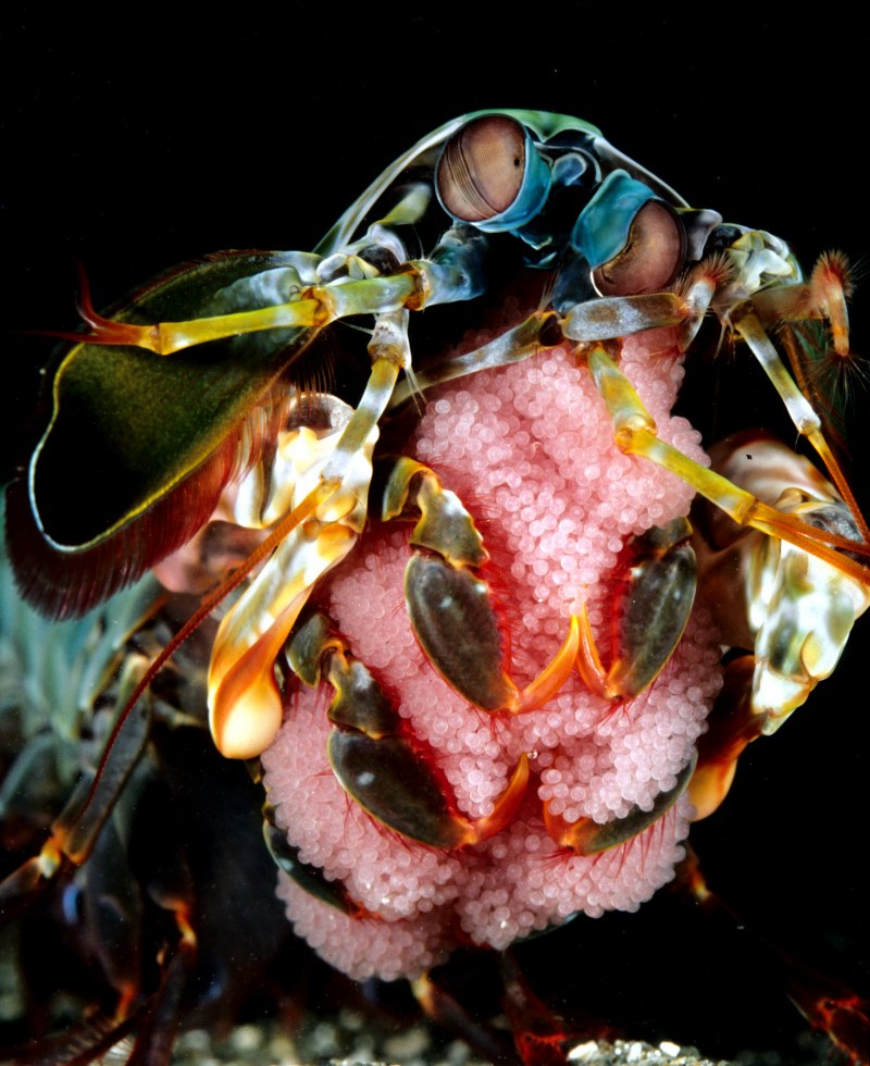 Odontodactylus scyllarus