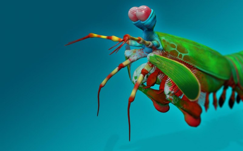 Богомол Idolomantis diabolica