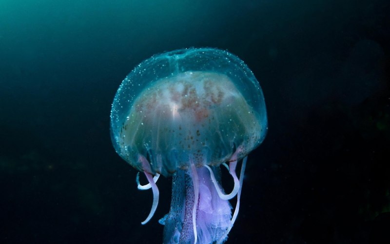 Как ухаживать за медузой из моря