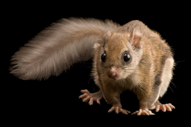 Летяга (Pteromys volans)