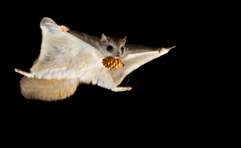 Летяга обыкновенная Pteromys volans