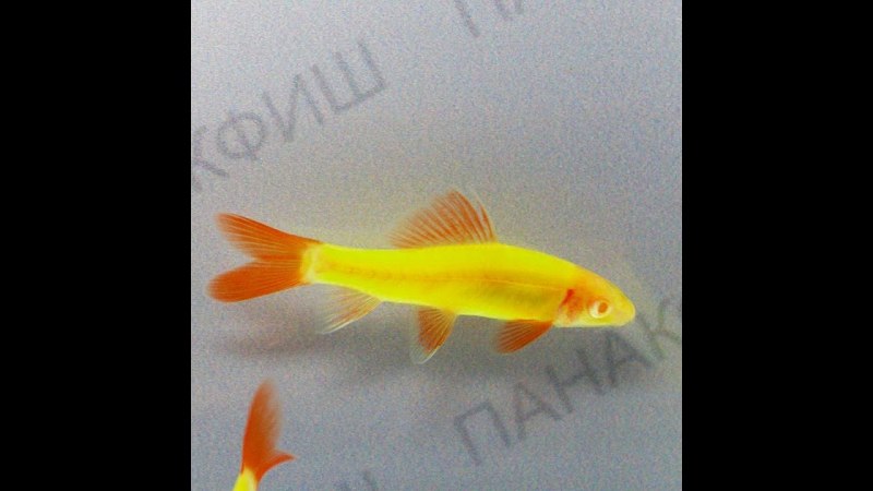 Данио глофиш