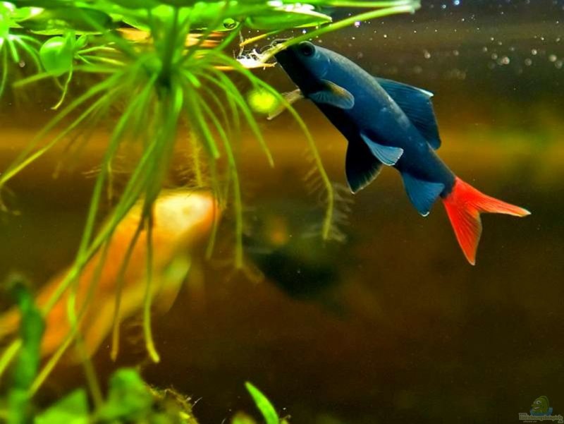 Glofish вулкан - декорация с Glo-эффектом