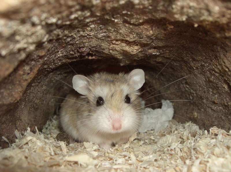 Ласка (Mustela nivalis)