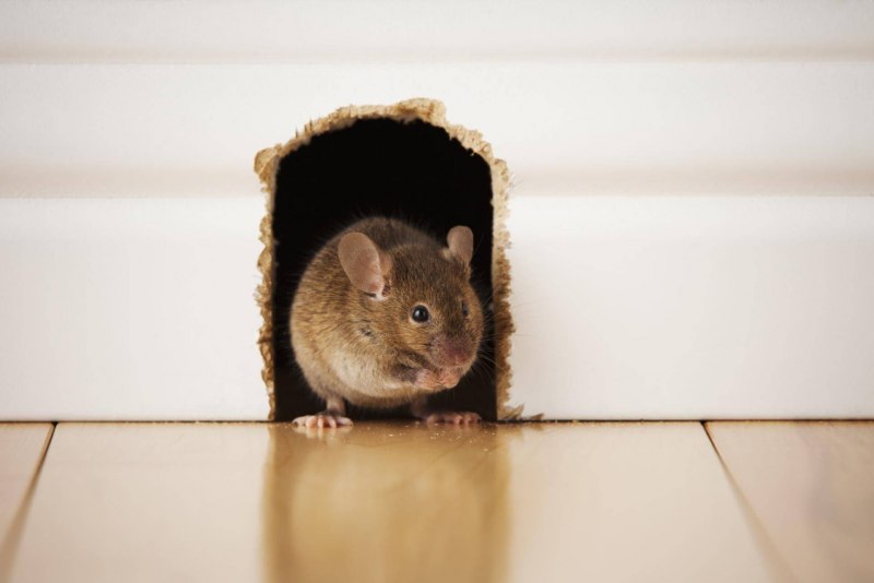 Mustela nivalis