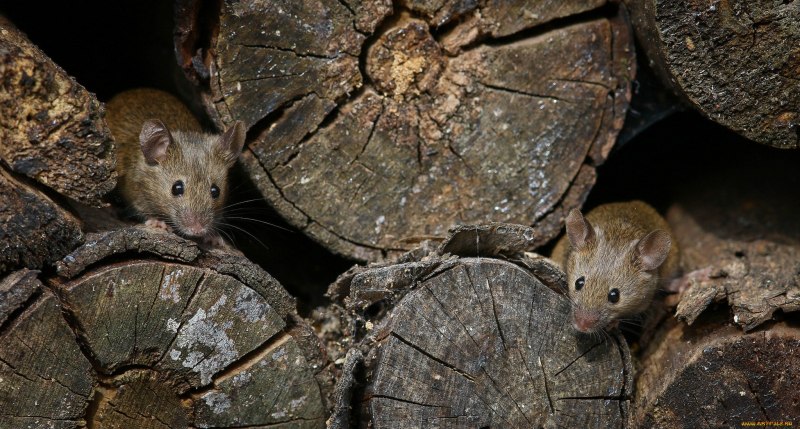 Американская норка (Mustela Vison)