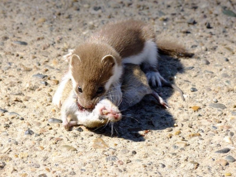 Mustela nivalis