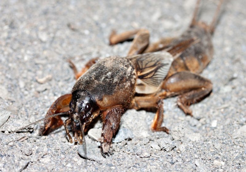 Gryllotalpa Gryllotalpa медведка