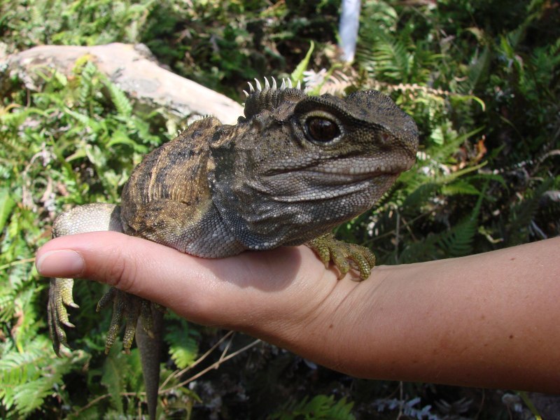 Гаттерия Sphenodon punctatus