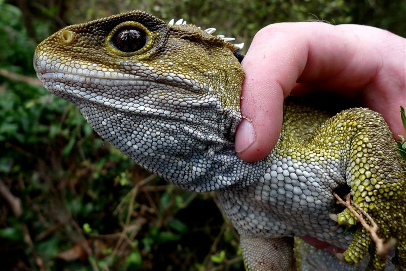 Гаттерия Sphenodon punctatus