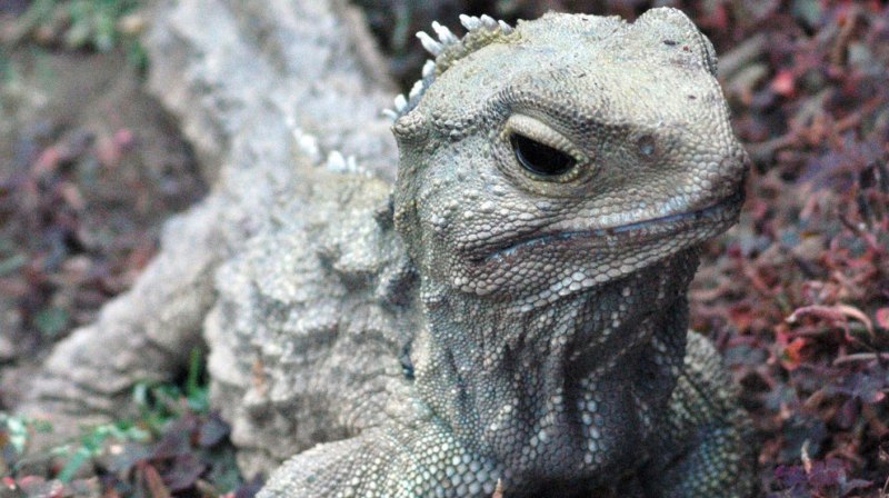 Гаттерия (туатара), Sphenodon punctatus