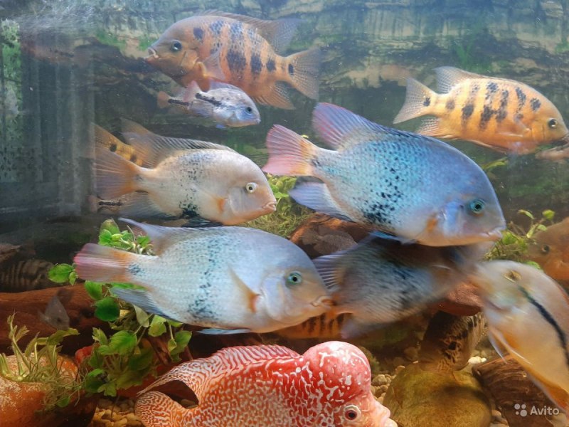 Redhead Cichlid vieja