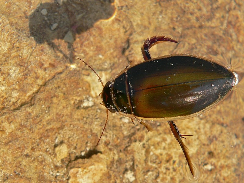 Жук-плавунец Dytiscus marginalis