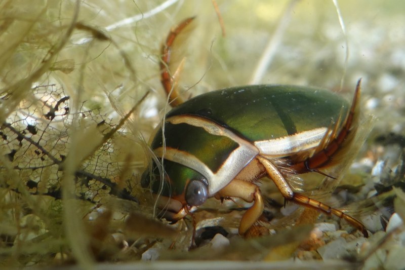 Личинка плавунца Dytiscus