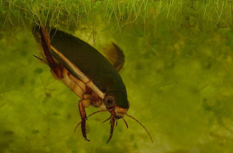Личинка плавунца Dytiscus