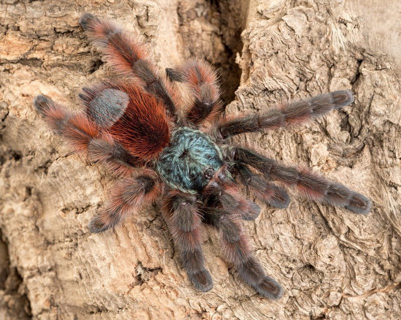 Паук птицеед Avicularia versicolor