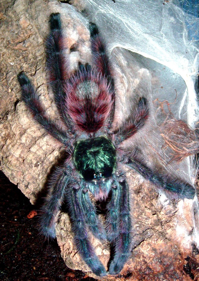Avicularia versicolor
