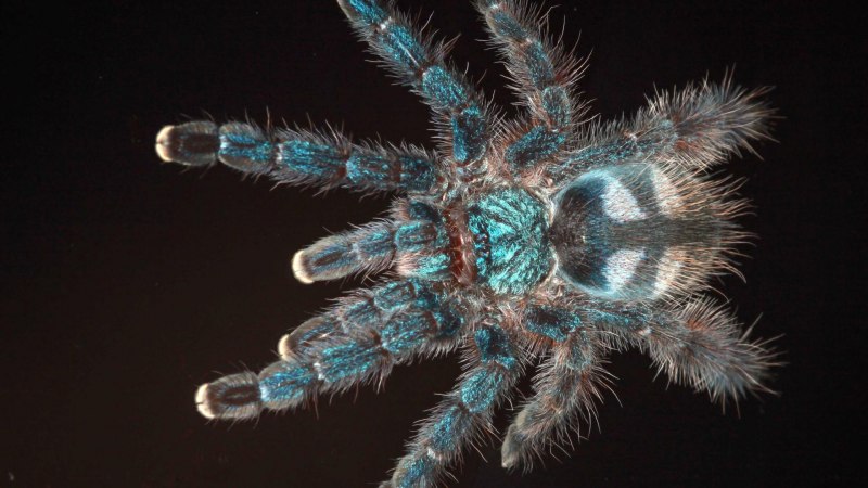 Паутина Avicularia versicolor
