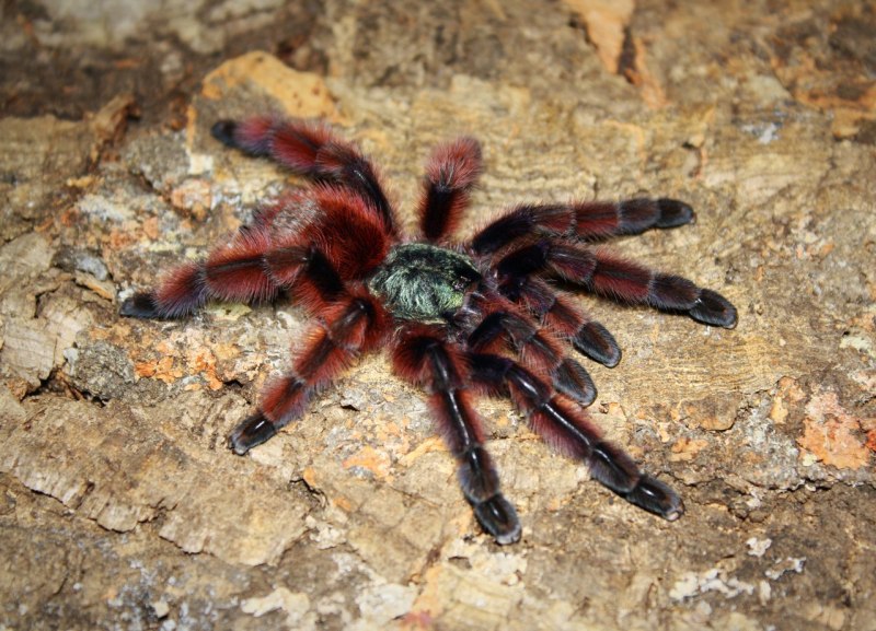 Versicolor паук