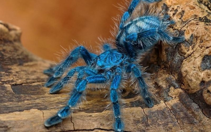 Caribena versicolor