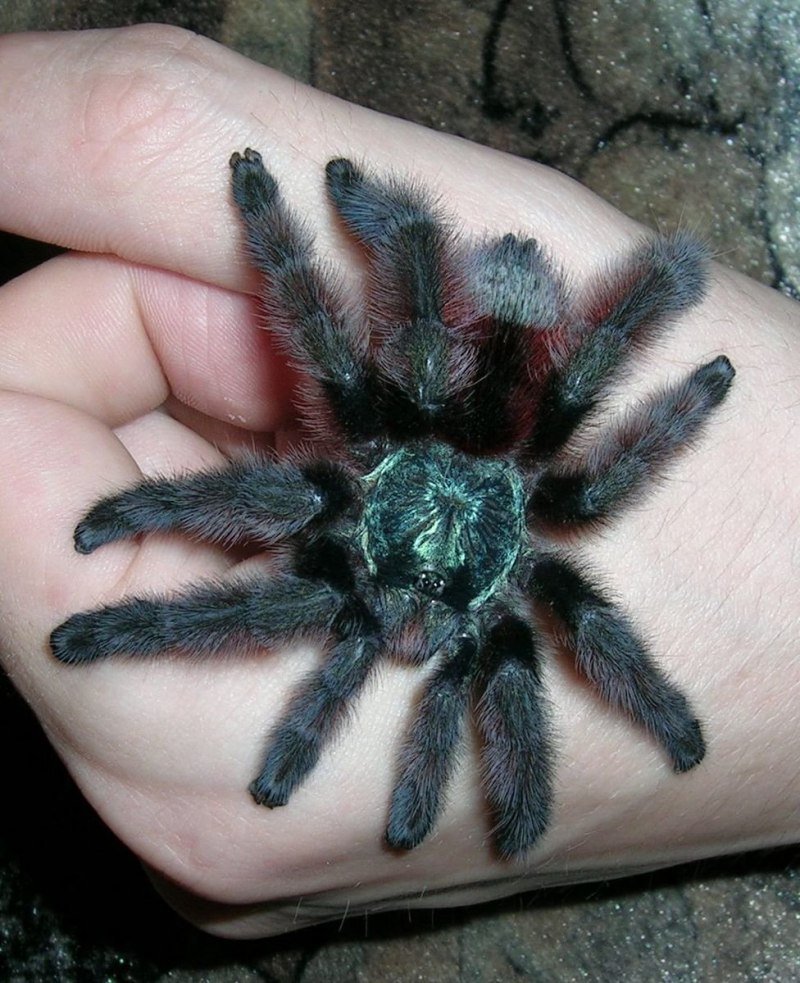 Avicularia braunshauseni
