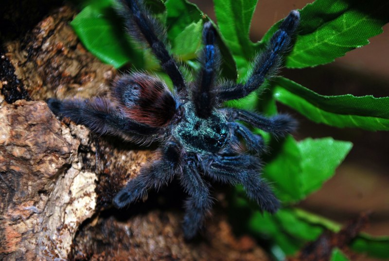 Caribena versicolor паук