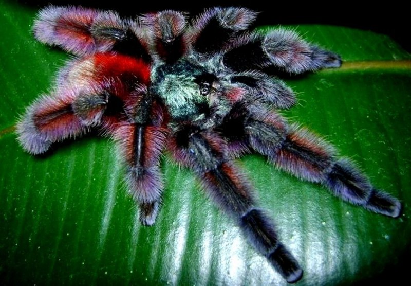 Avicularia (Caribena) versicolor