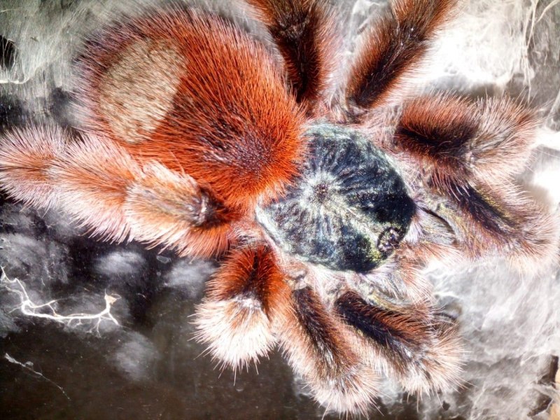 Avicularia (Caribena) versicolor