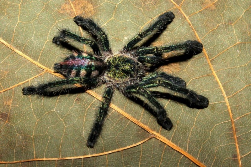 Avicularia (Caribena) versicolor