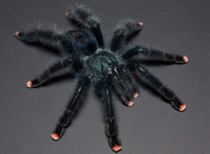 Avicularia (Caribena) versicolor
