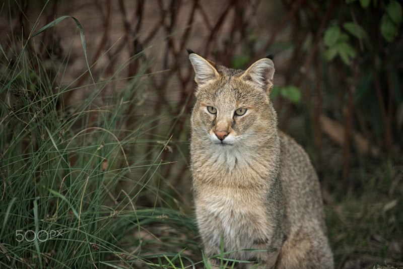 Камышовый кот (Хаус) (Felis Chaus)
