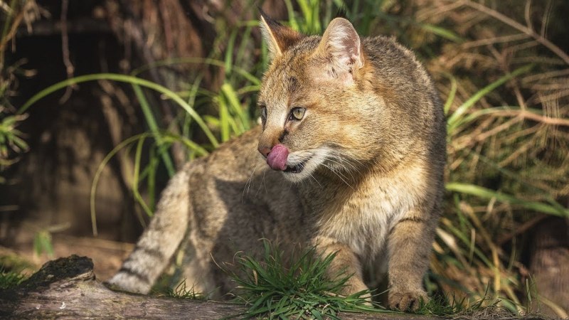 Камышовый кот (Хаус) (Felis Chaus)
