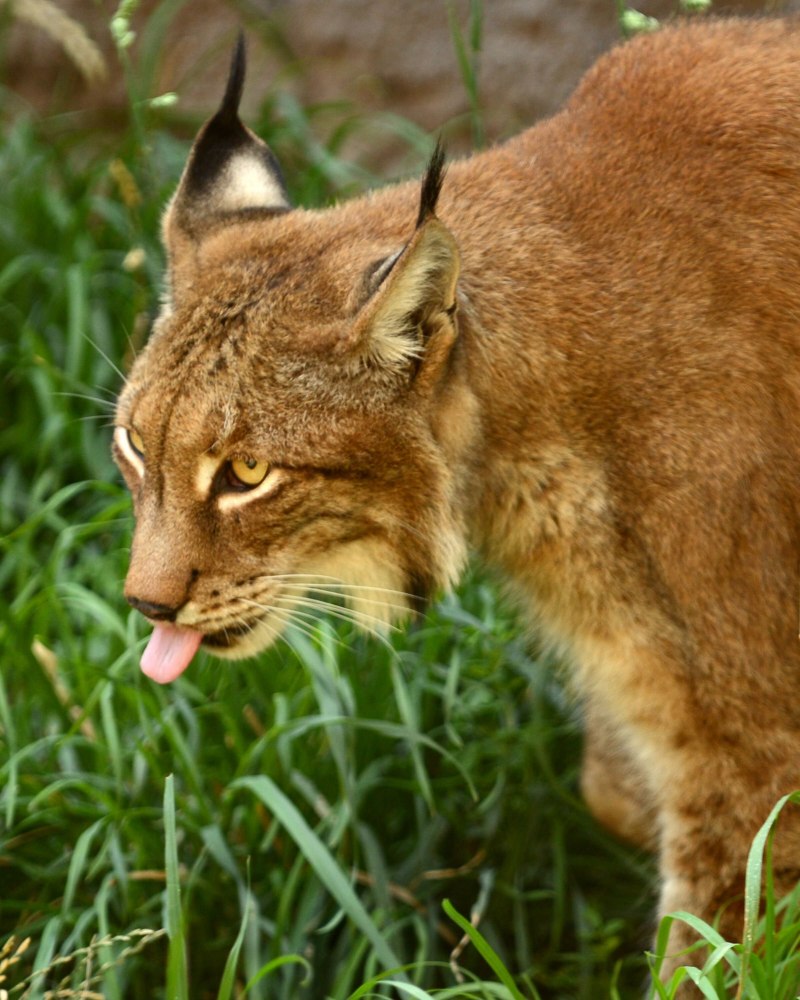 Камышовый кот Felis Chaus