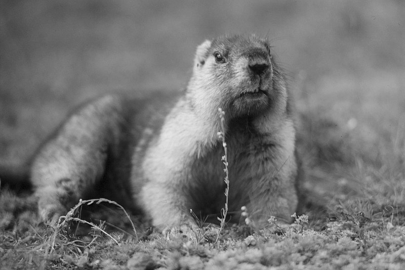 Черношапочный сурок (Marmota camtschatica)