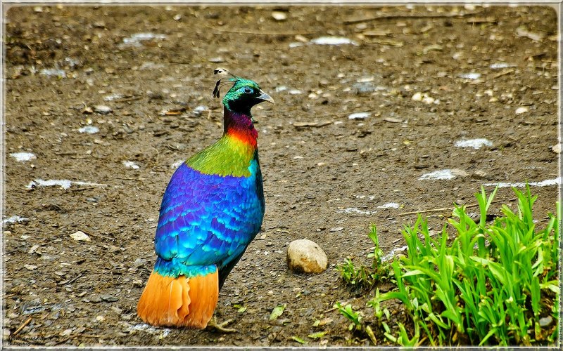 Гималайский монал Lophophorus impejanus