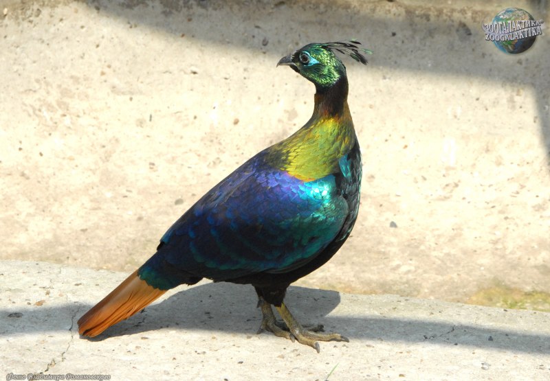 Lophophorus impejanus
