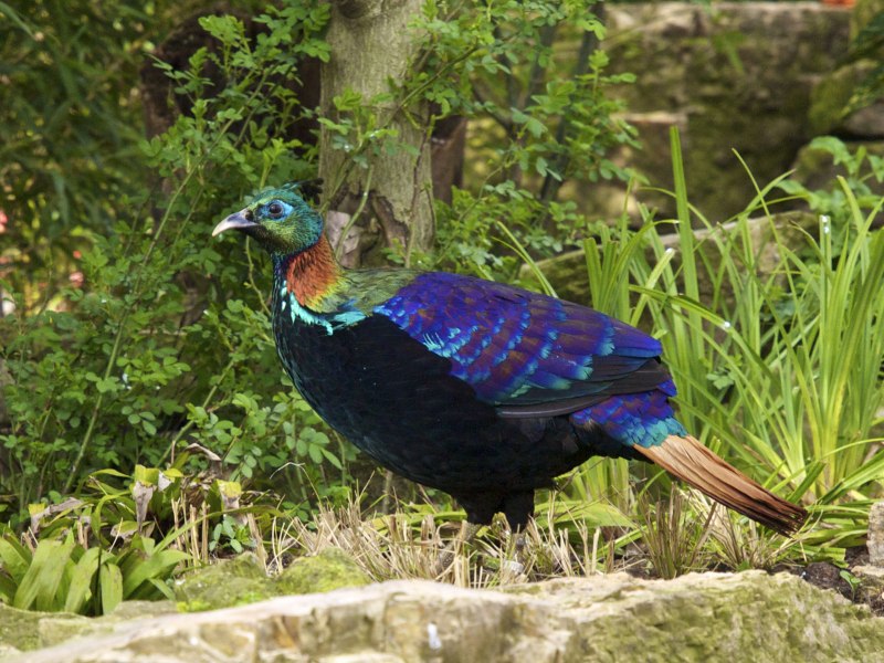 Китайский монал / Lophophorus lhuysii