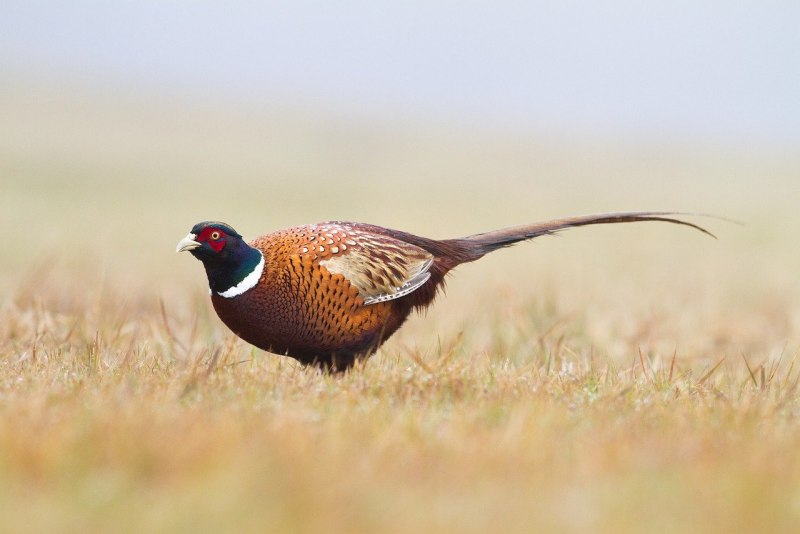 Himalayan Monal