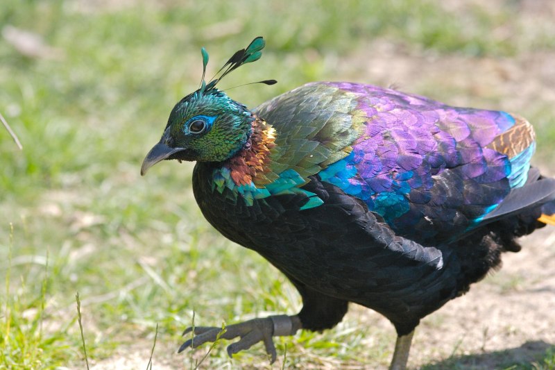 Зелёный фазан / Phasianus versicolor