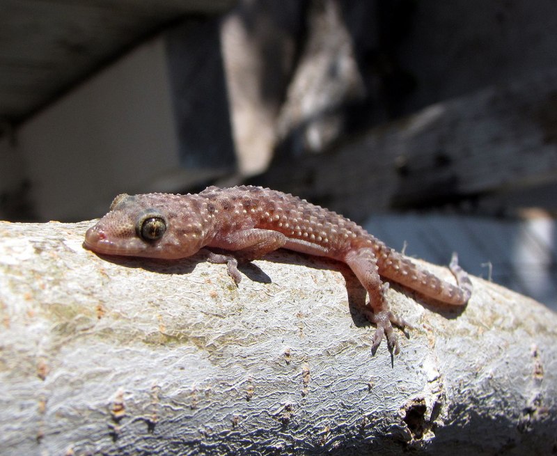 Mediodactylus kotschyi
